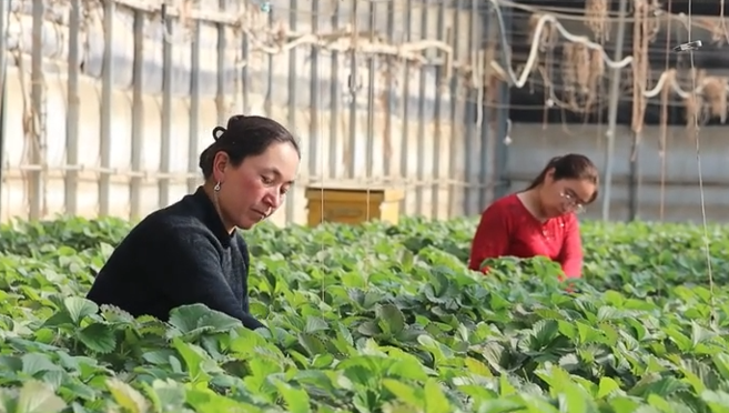 洛浦草莓喜丰收 采摘热潮来袭