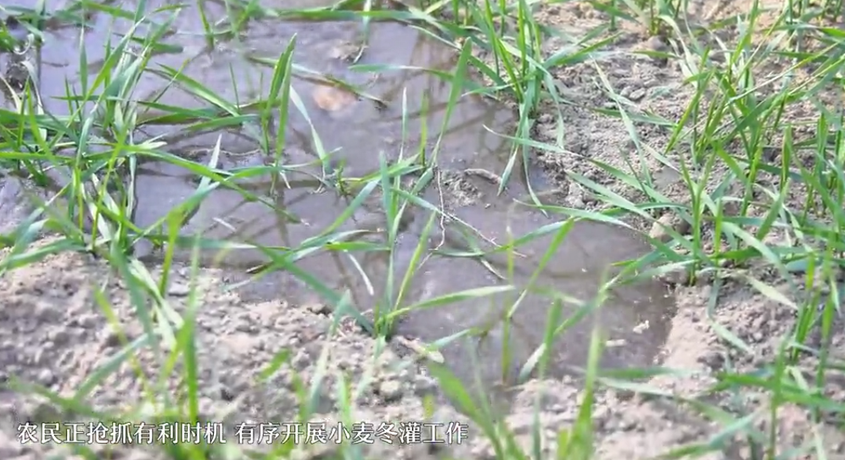新疆洛浦：26.98万亩冬小麦灌溉工作有序开展