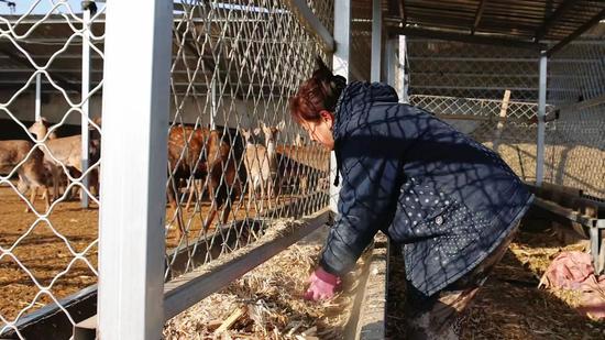 养殖户正在给梅花鹿喂饲草料。杨涛 摄