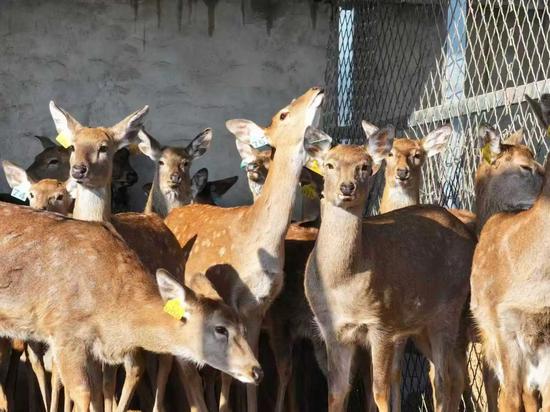 阜康市富源金泉畜禽养殖专业合作社里的梅花鹿。杨涛 摄