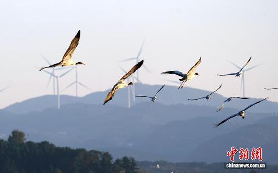 图为11月16日，在威宁自治县草海国家级自然保护区拍摄的黑颈鹤。岳刚  摄