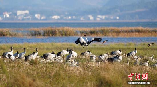 图为11月16日，在威宁自治县草海国家级自然保护区拍摄的黑颈鹤。岳刚 摄