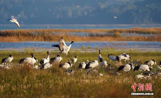 图为11月16日，在威宁自治县草海国家级自然保护区拍摄的黑颈鹤。赵庆能 摄