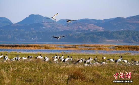图为11月16日，在威宁自治县草海国家级自然保护区拍摄的黑颈鹤。岳刚  摄