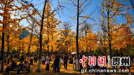 11月16日，游客在六盘水师范学院校园内游览。赵桦 摄