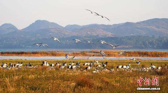 图为11月16日，在威宁自治县草海国家级自然保护区拍摄的黑颈鹤。岳刚  摄