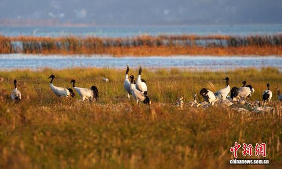图为11月16日，黑颈鹤漫步草海湖畔，悠闲觅食，为草海的冬日增添一抹灵动的色彩。赵庆能 摄