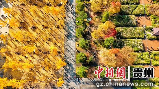 11月16日拍摄的六盘水明湖国家湿地公园一角。赵桦 摄