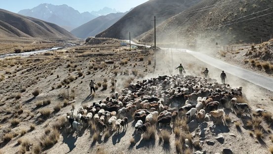 新疆叶城：高原转场季警民共守护