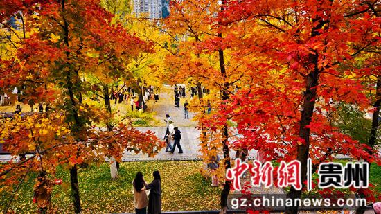 11月15日，游客在六盘水师范学院校园内游览。赵桦 摄