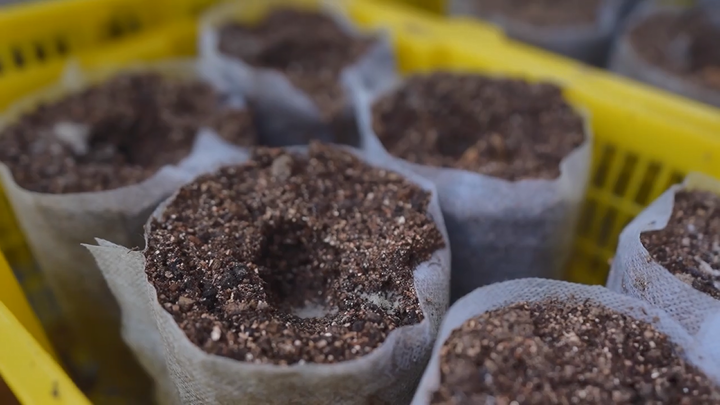 （侨乡故事）台湾人洪智明：我在沙漠种出“中国甜”