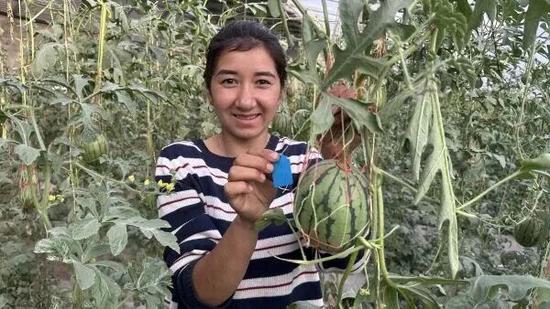 大棚内的吊蔓西瓜长势喜人。8