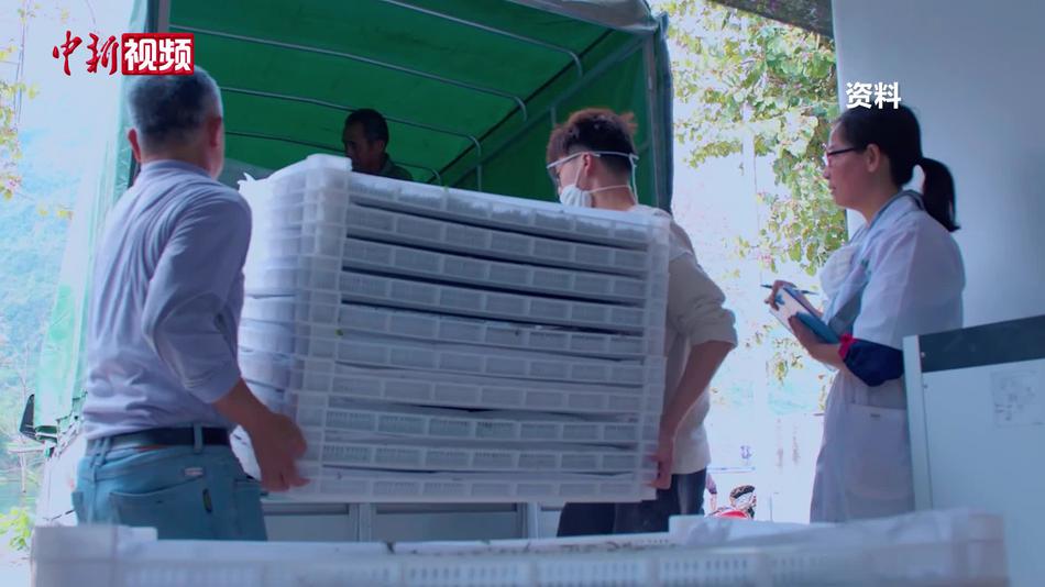 广西忻城“一根丝”织就产业出海“新丝路”