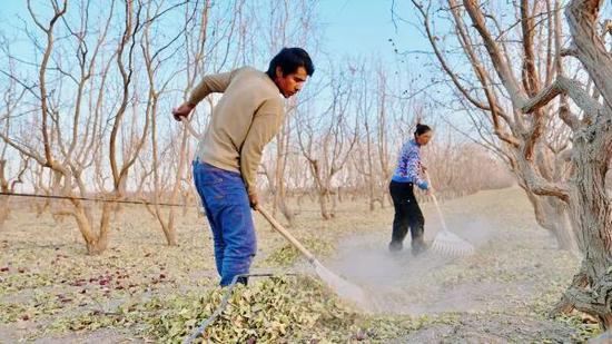 托合提尼亚孜·艾比布拉夫妇正穿梭在枣林间。