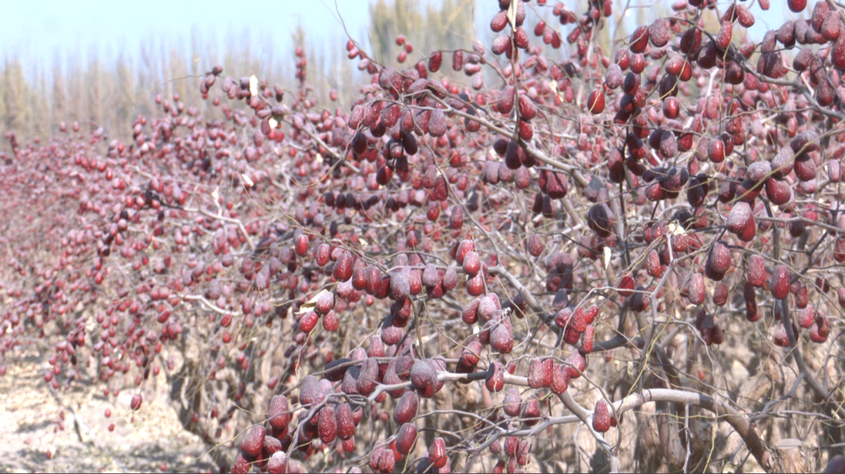 泽普县8.8万亩红枣采收忙