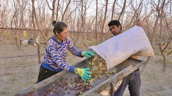 托合提尼亚孜·艾比布拉夫妇在分拣红枣。