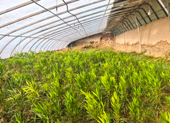 夹竹桃枝叶葱郁。地里夏提 摄