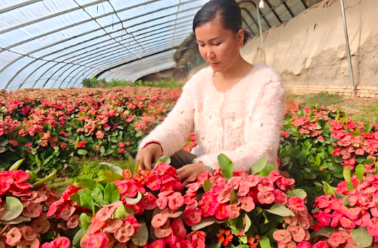 百余种花卉品种丰富，一幅“人勤花美”的冬日增收图景徐徐展开。地里夏提 摄
