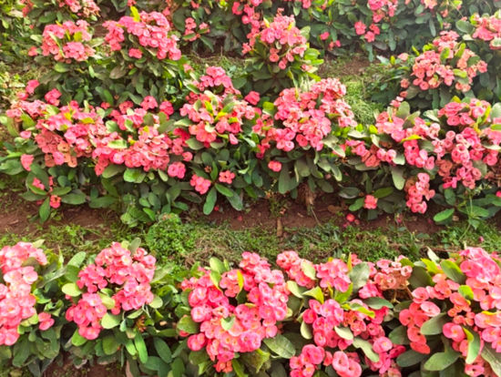 冬日虽寒，巴楚县英吾斯塘乡库木库勒村的温室大棚内却暖意融融、花香四溢。地里夏提 摄