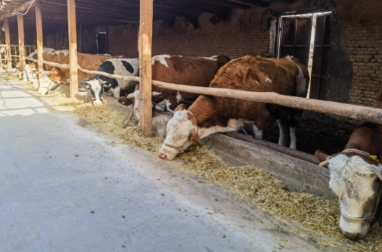 发展特色养殖 蹚出致富“牛路子”。阿尔孜古丽摄