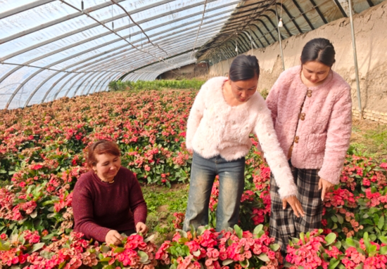11月19日，记者走进库木库勒村花卉种植大棚，浓郁花香扑面而来。地里夏提 摄b