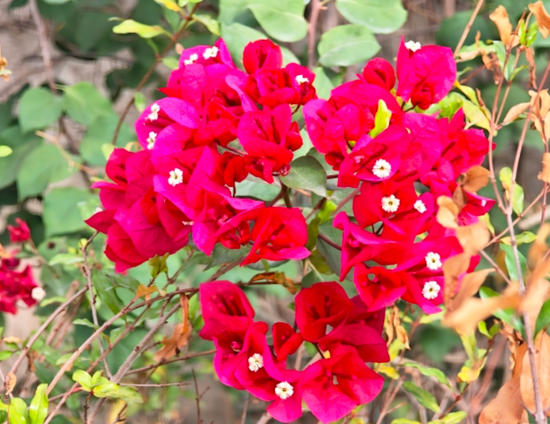 三角梅竞相绽放。地里夏提 摄