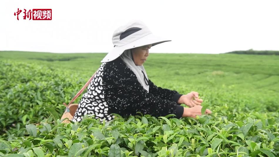 广西象州妙皇乡：一片茶叶里的乡村振兴故事