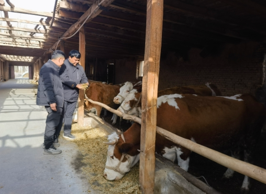 发展特色养殖 蹚出致富“牛路子”。阿尔孜古丽摄