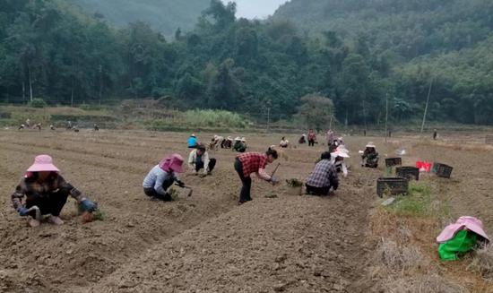 图为宜州烟草驻村队员组织村民种植中药材黄精。黄志旺 摄