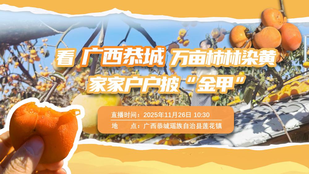 看广西恭城万亩柿林染黄 家家户户披“金甲”