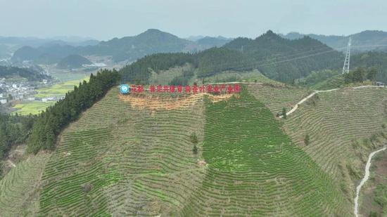 花都区投入资金共建茶产业园