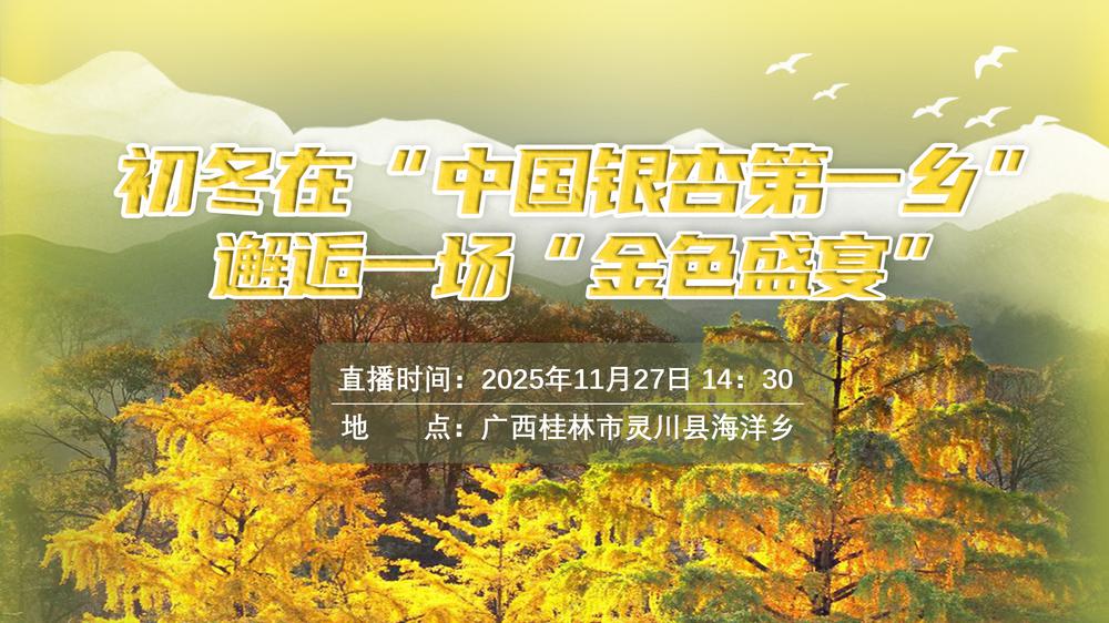 初冬在“中国银杏第一乡”邂逅一场“金色盛宴”