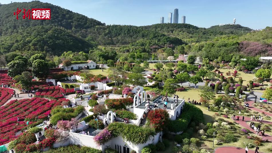 广西南宁三角梅盛开 市民游客冬季“赏春”