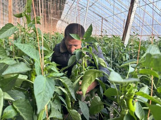 吾布力卡森查看辣椒长势。萨伊普乃再尔 摄