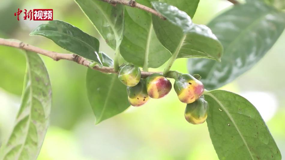 广西防城港金花茶开放在即 棵棵茶树含苞待放