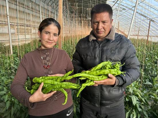 辣椒丰收了。萨伊普乃再尔 摄