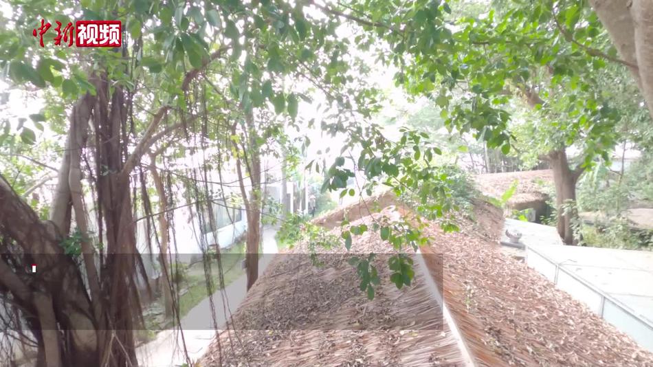 广西南珠养殖小村变身“艺术村” 海景民宿引客打卡