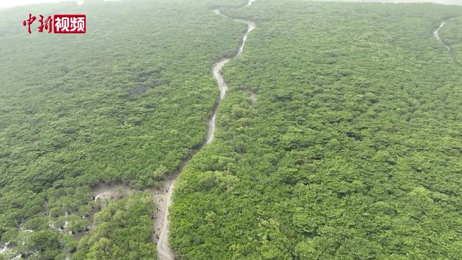 探访广西北仑河口国家级自然保护区 树木繁茂物种丰富