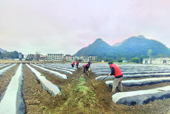 图为志愿者正在帮助开挖排水沟。杨绍基 摄