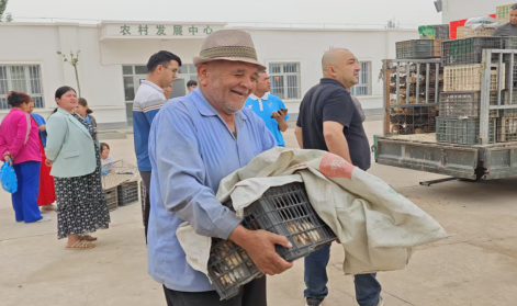 工作队为村民现场发放鸡苗。