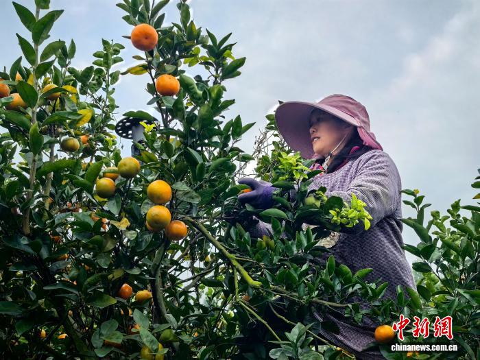 广西灵川精品柑橘热销海外 200万斤W·默科特首发迪拜