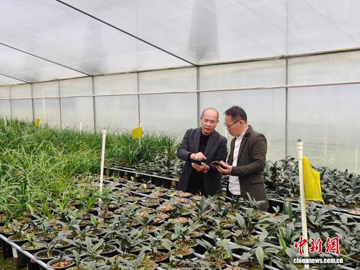 （走进中国乡村）广西荔浦花农：让兰花香飘海内外