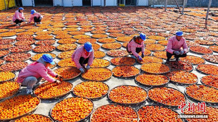 广西平乐柿子迎来丰收季 实现传统农业转型升级