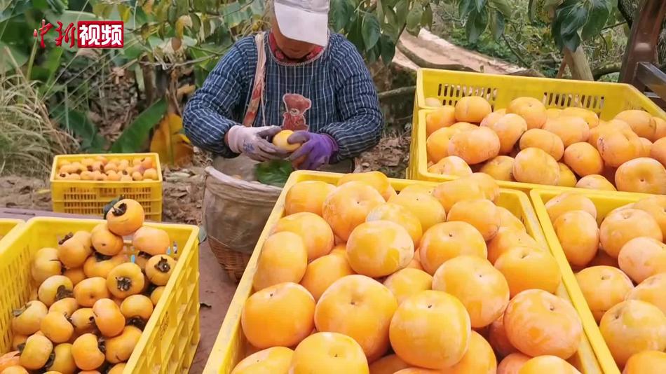 广西平乐柿子迎丰收 柿饼交易市场产销两旺