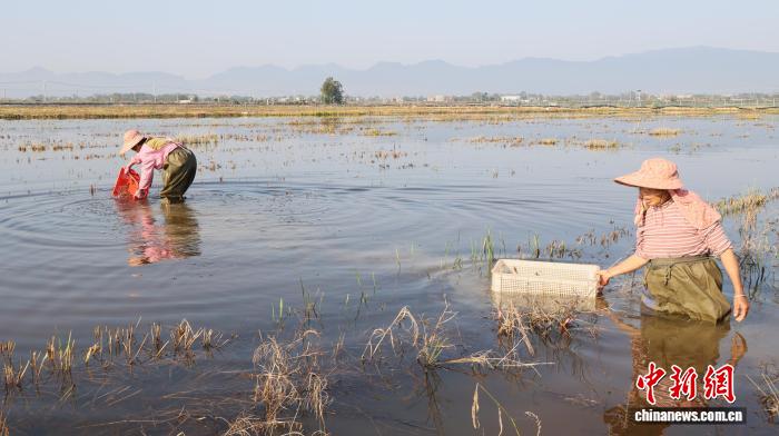 冬闲田不闲 广西桂平小龙虾“蹦”出富民产业链