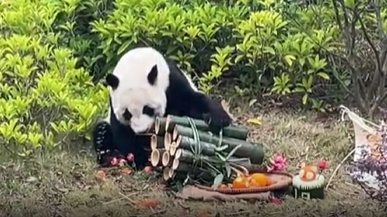 旅日归国大熊猫“明浜”在广西迎19岁生日