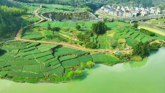 磐安中药材种植田