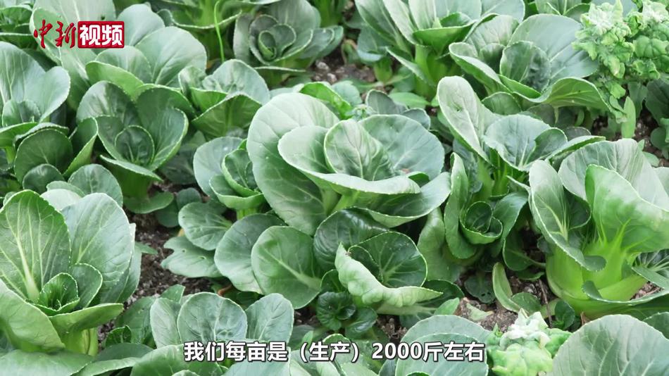 广西贺州瑶乡上海青畅销东南亚市场