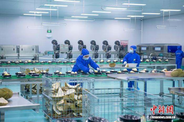 印尼冷冻榴莲出口中国接收仪式在广西钦州举行