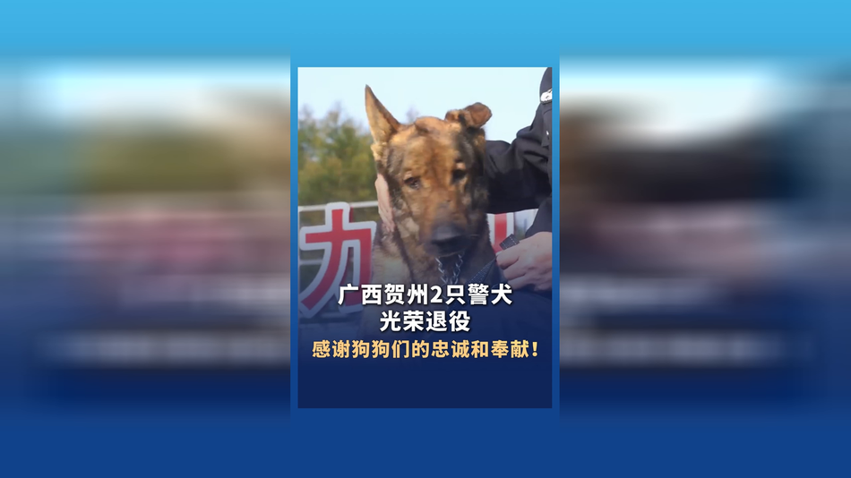 广西贺州2只警犬光荣退役，感谢狗狗们的忠诚和奉献